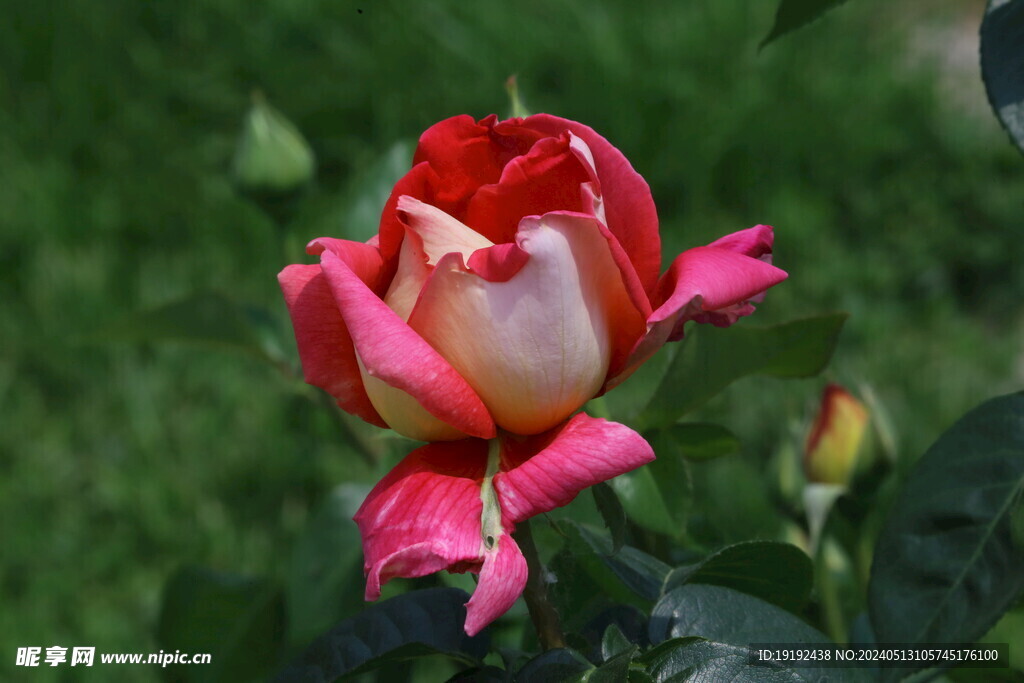 月季花