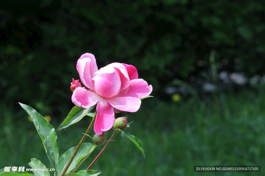 芍药花  