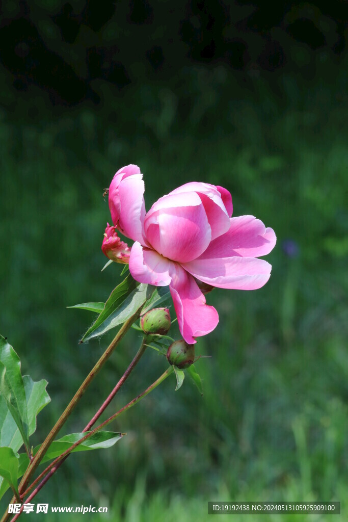 芍药花  