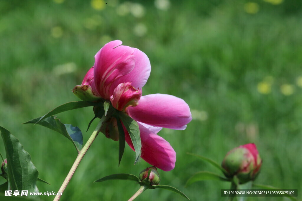芍药花 