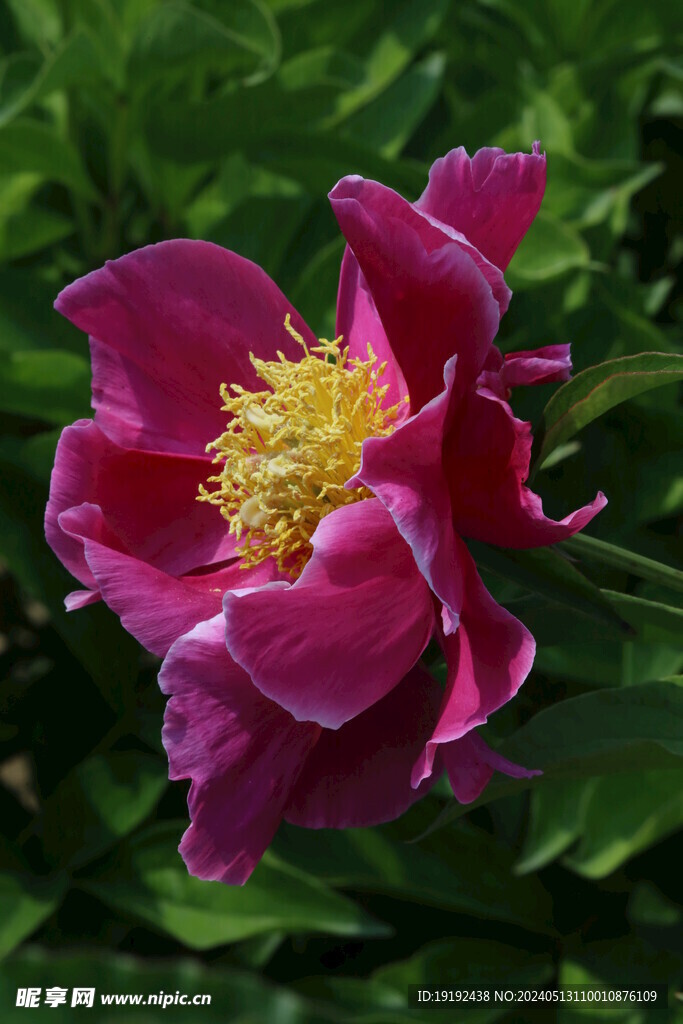 芍药花  