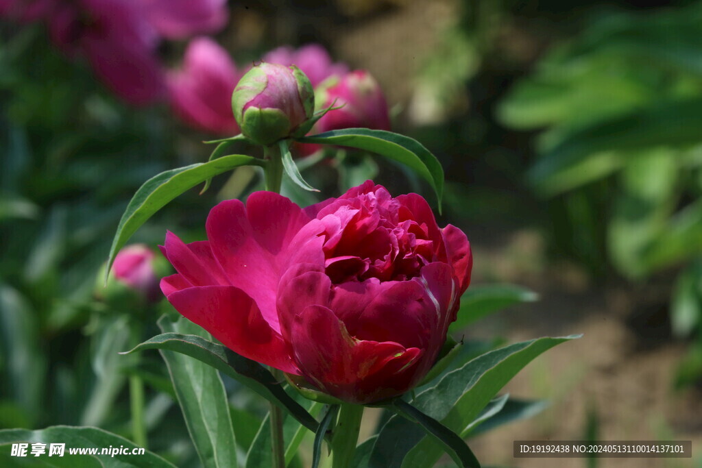 芍药花  