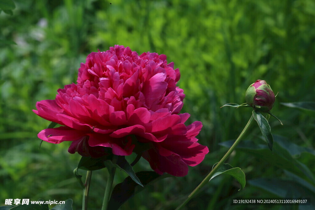 芍药花  