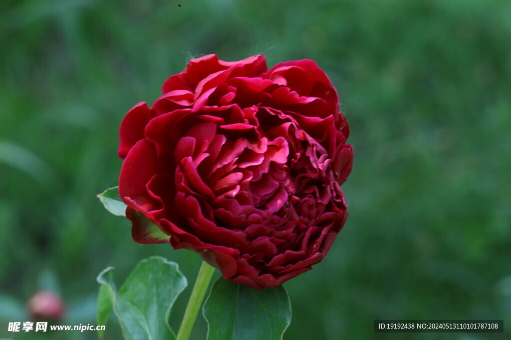 芍药花  