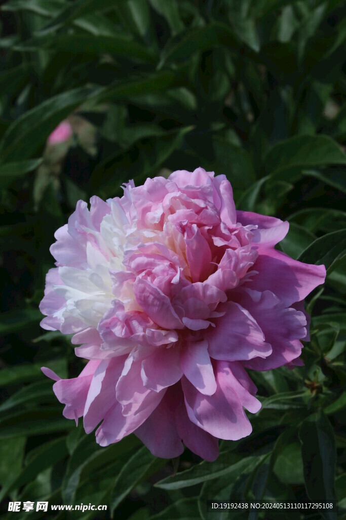 芍药花 