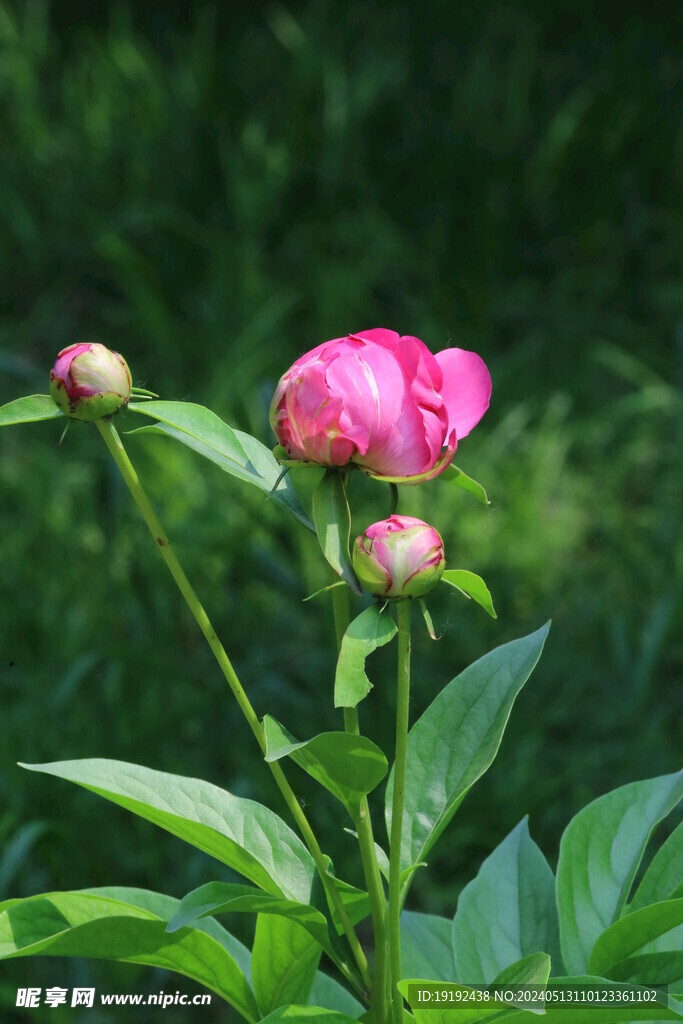 芍药花 
