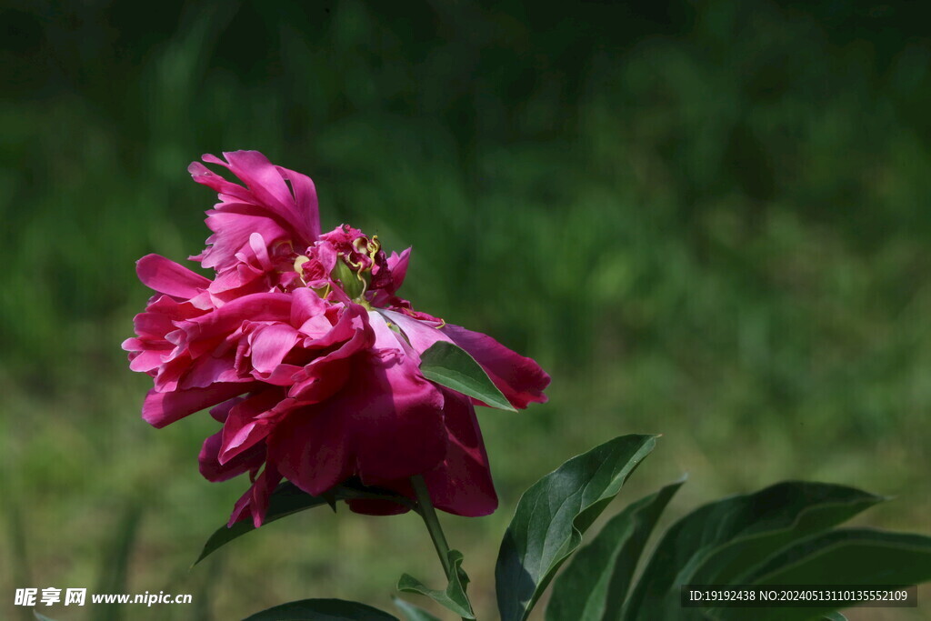 芍药花  