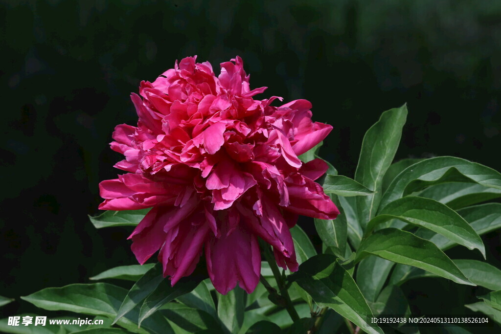 芍药花  