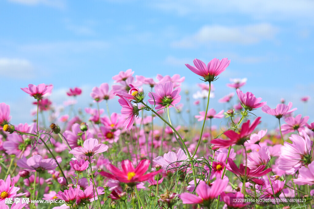 波斯花