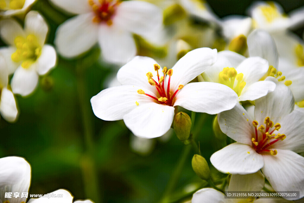 梧桐花