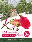 火龙果