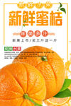 新鲜蜜桔