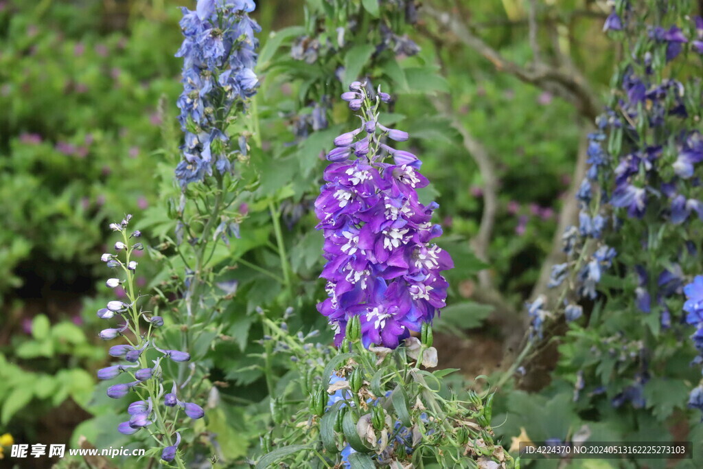 高翠雀花