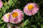 蜡菊