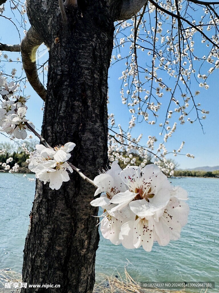 颐和园早春