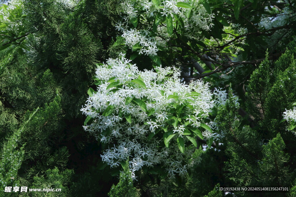 流苏树花 