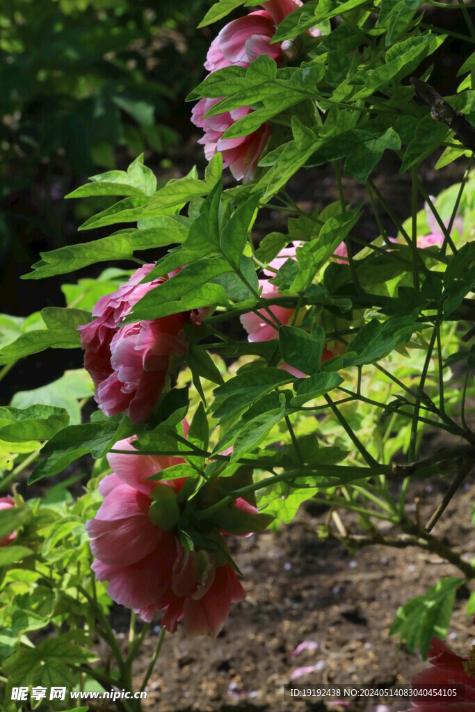 牡丹花  