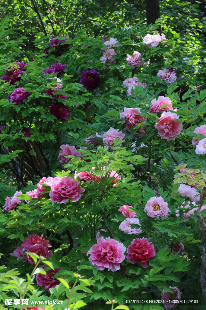 牡丹花 
