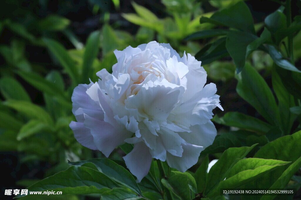 芍药花  
