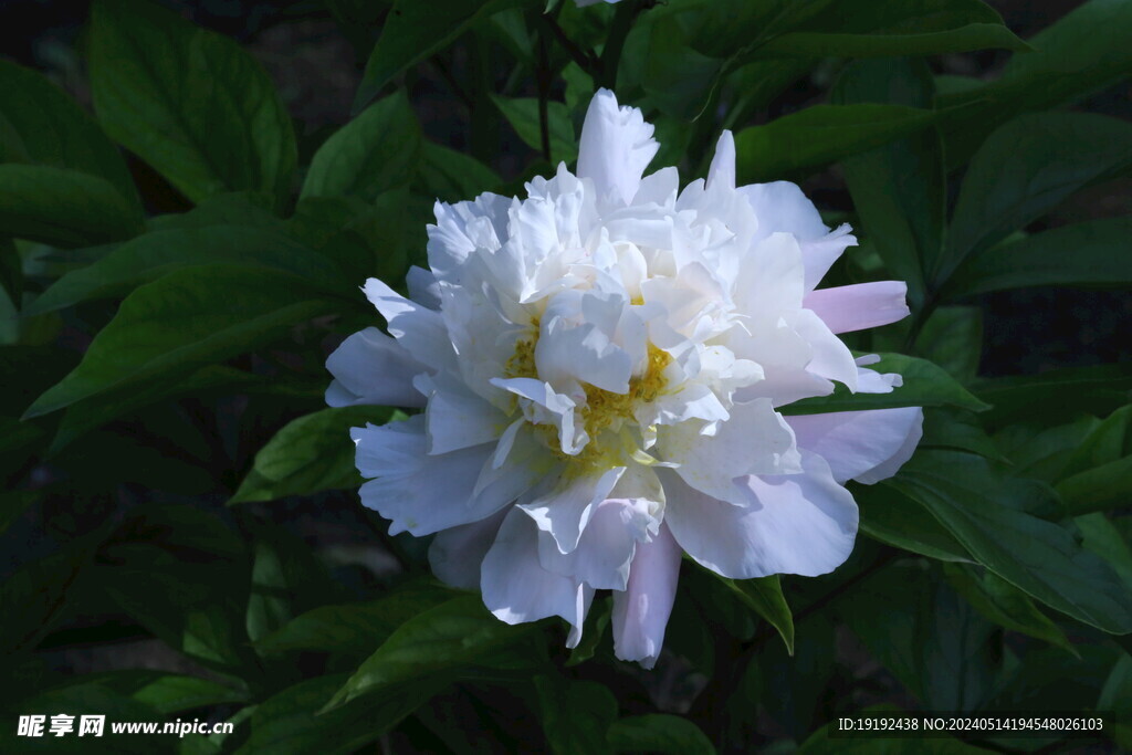芍药花 