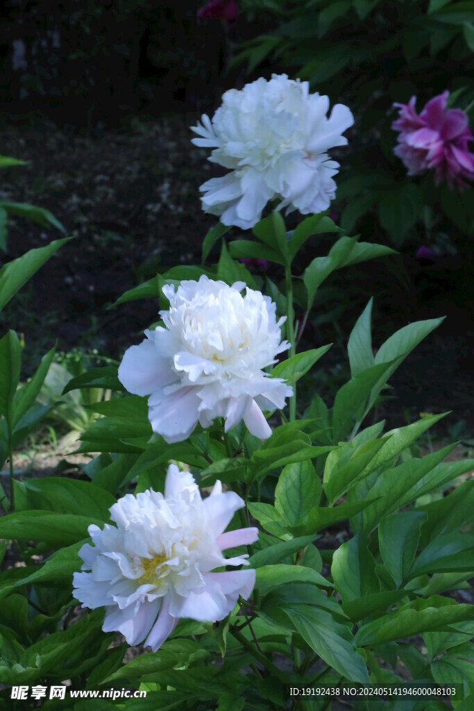 芍药花  