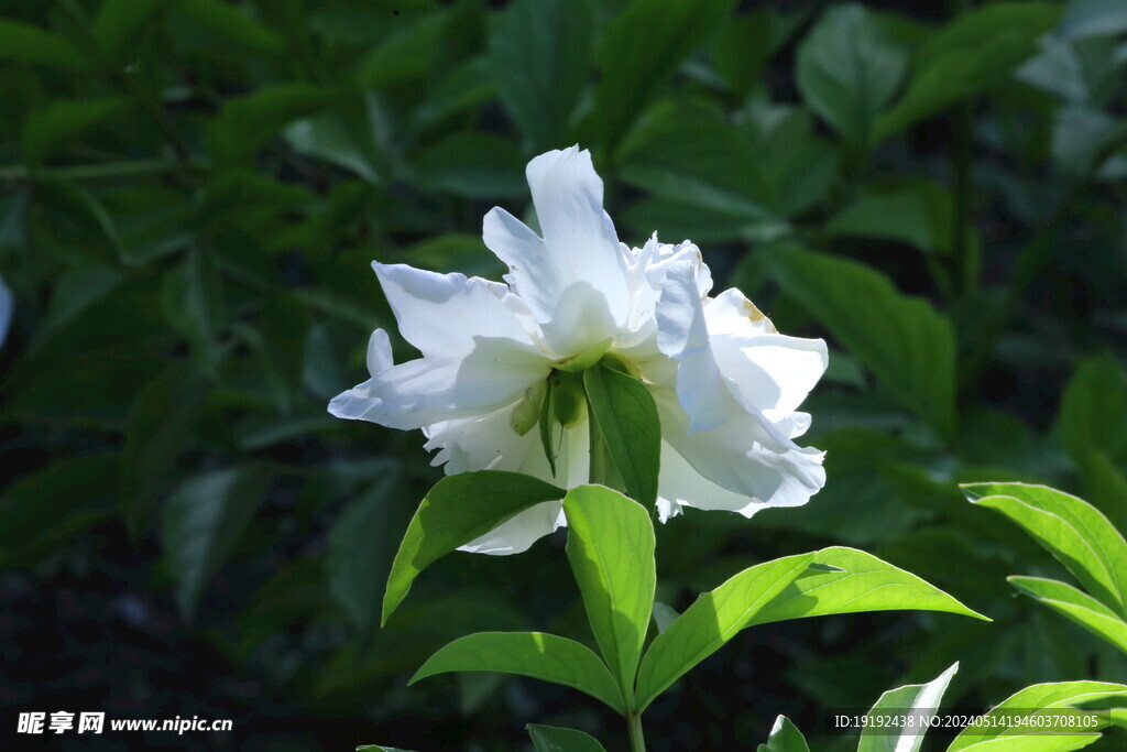 芍药花  