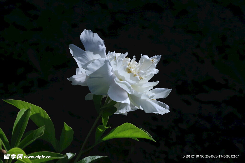 芍药花  
