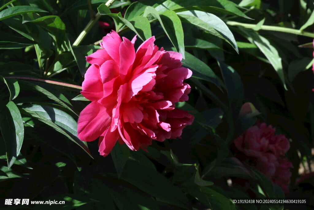 芍药花  