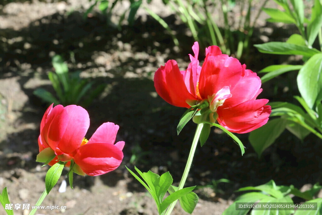 芍药花 