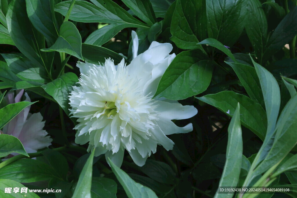 芍药花 