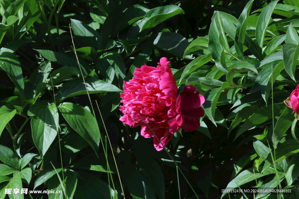 芍药花  