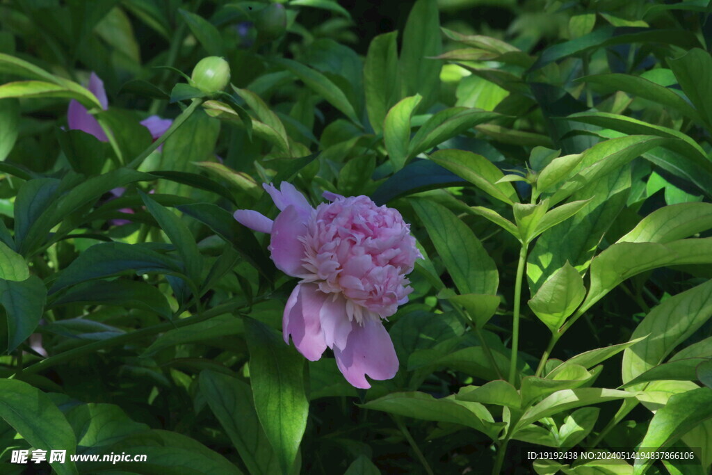 芍药花 