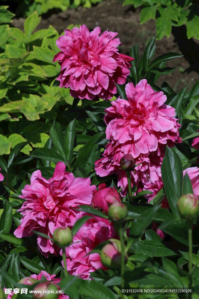 芍药花  