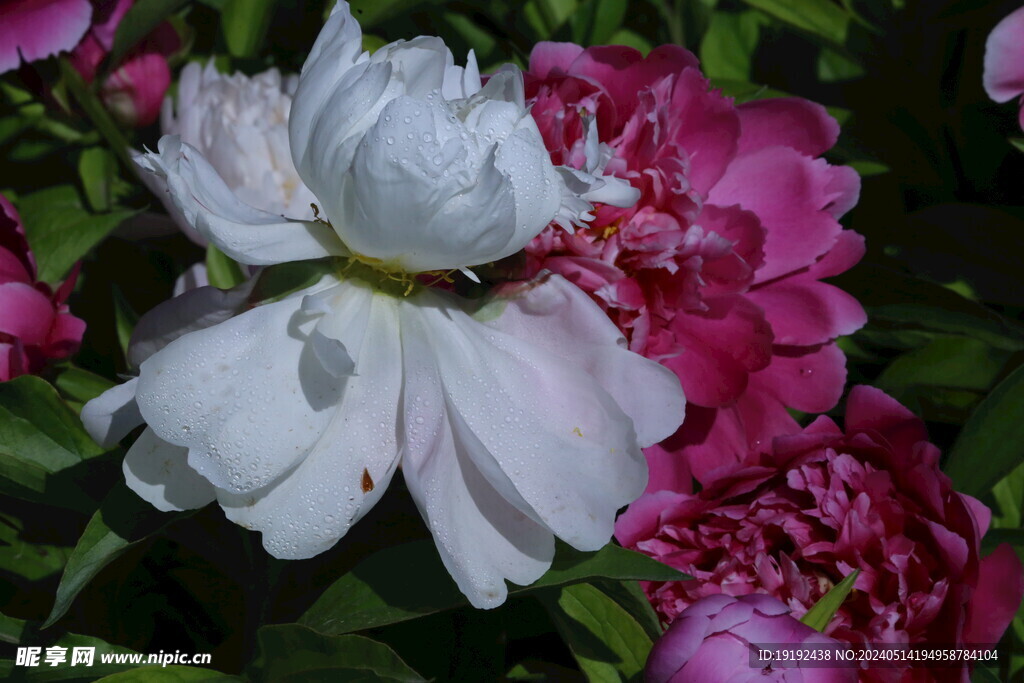 芍药花 