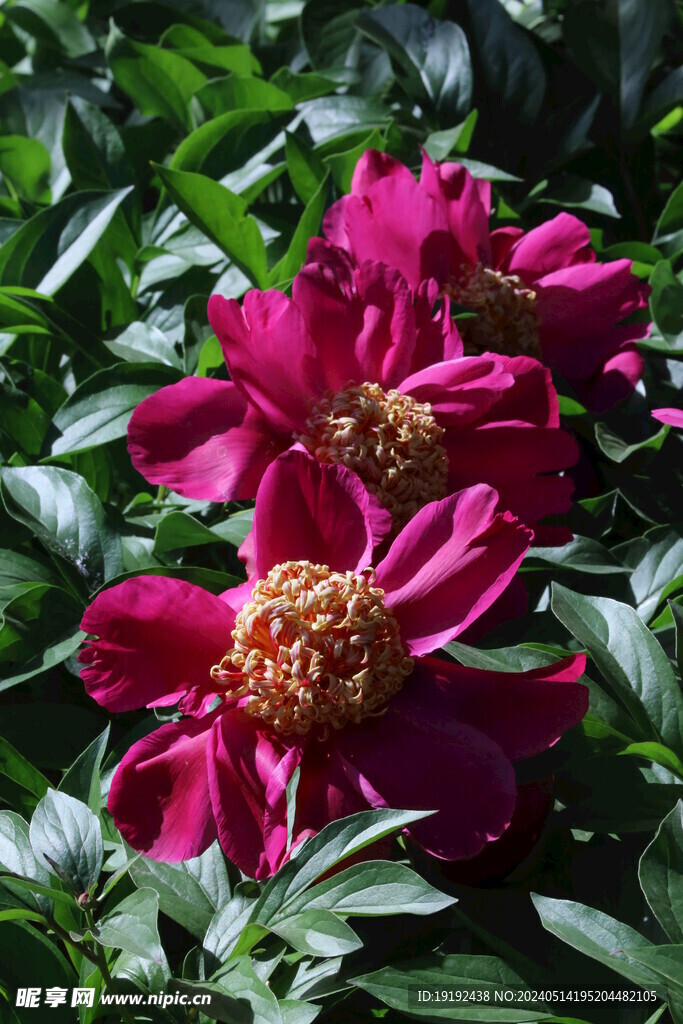 芍药花  