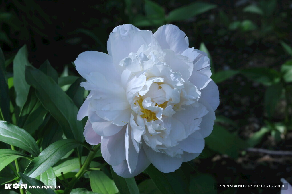 芍药花 