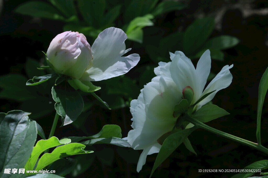 芍药花  