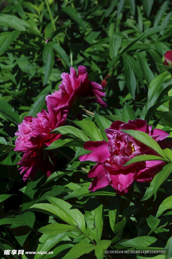 芍药花  