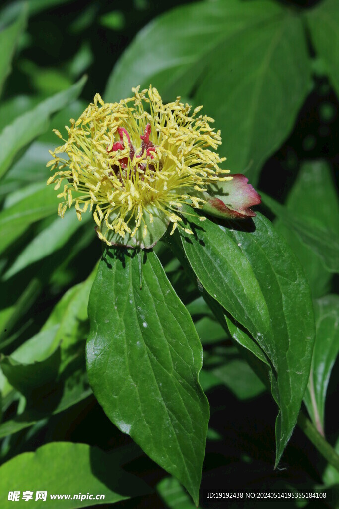 芍药花 