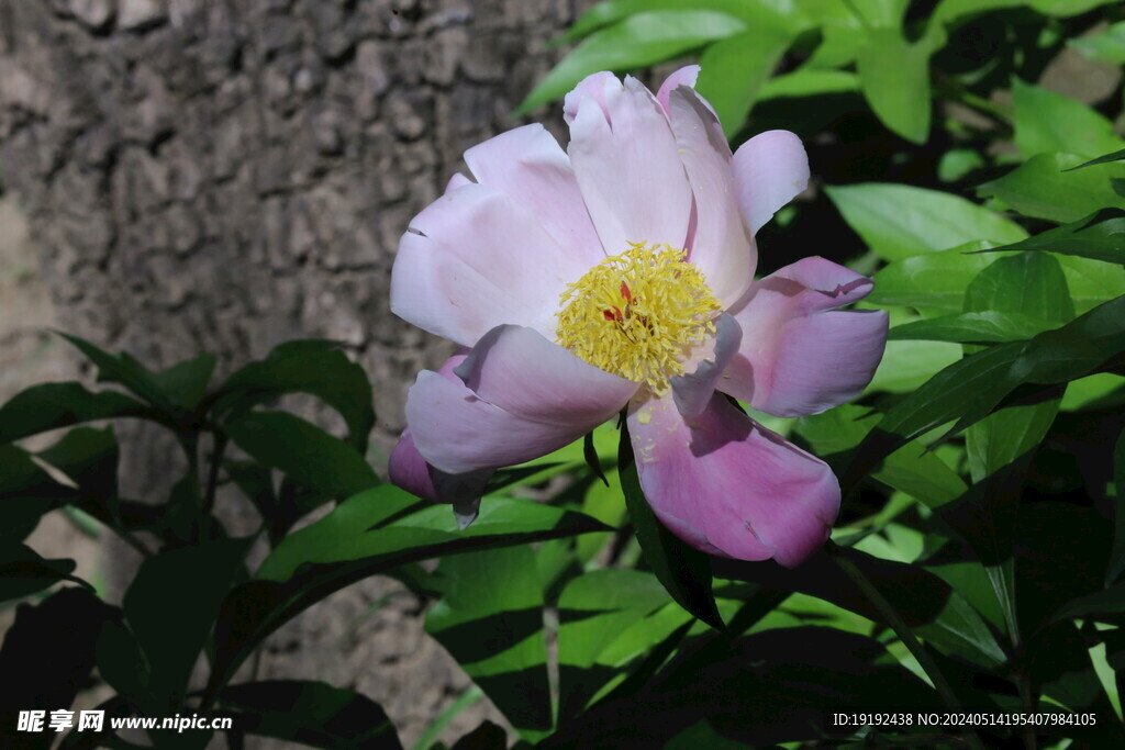 芍药花 
