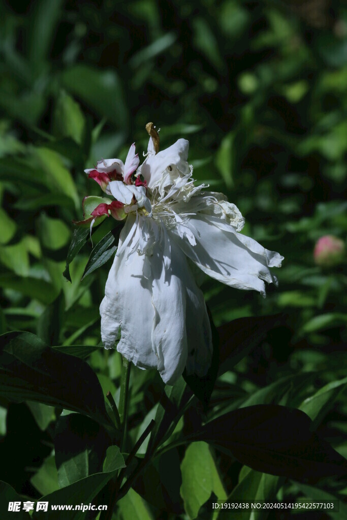 芍药花  