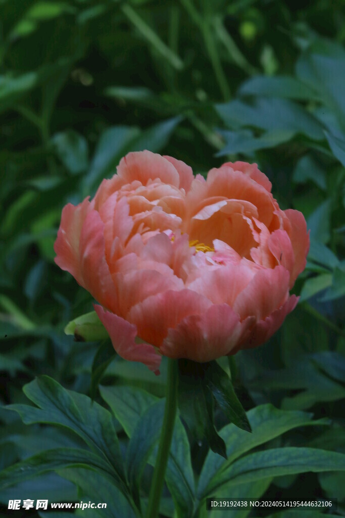 芍药花 