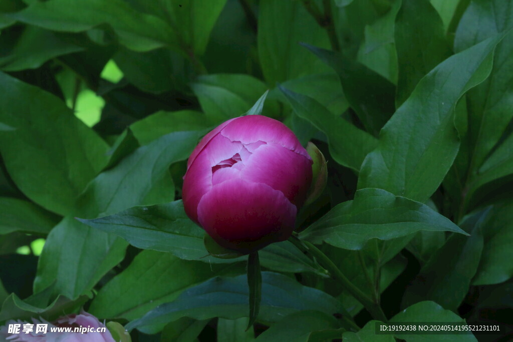 芍药花  