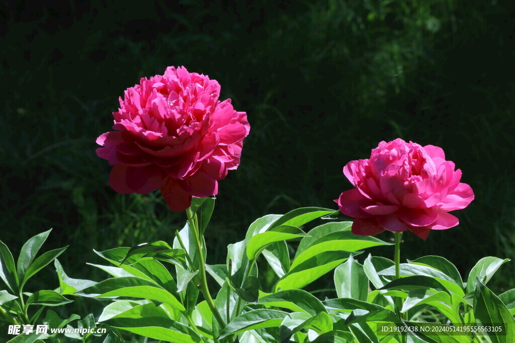 芍药花 