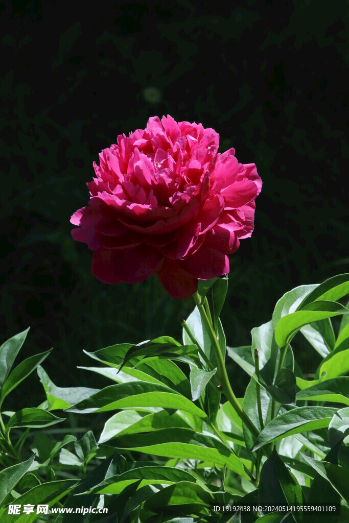 芍药花  