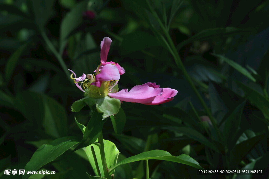 芍药花  