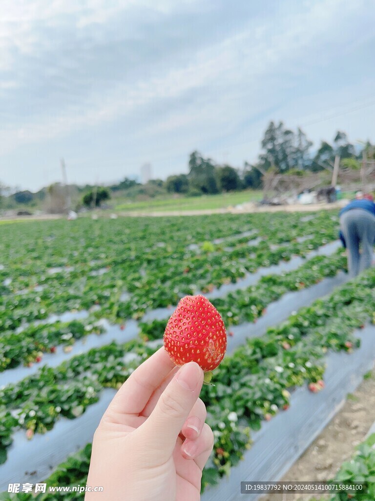 一颗草莓