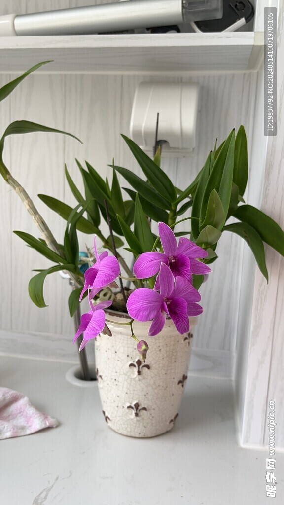 石斛兰华筝花朵