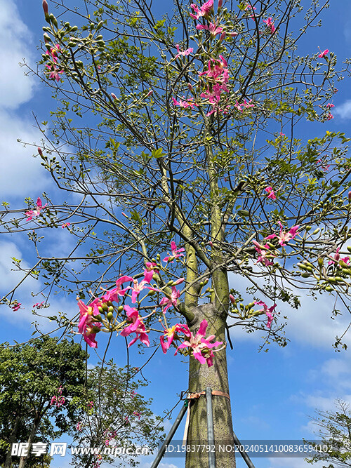 凤凰山木棉花