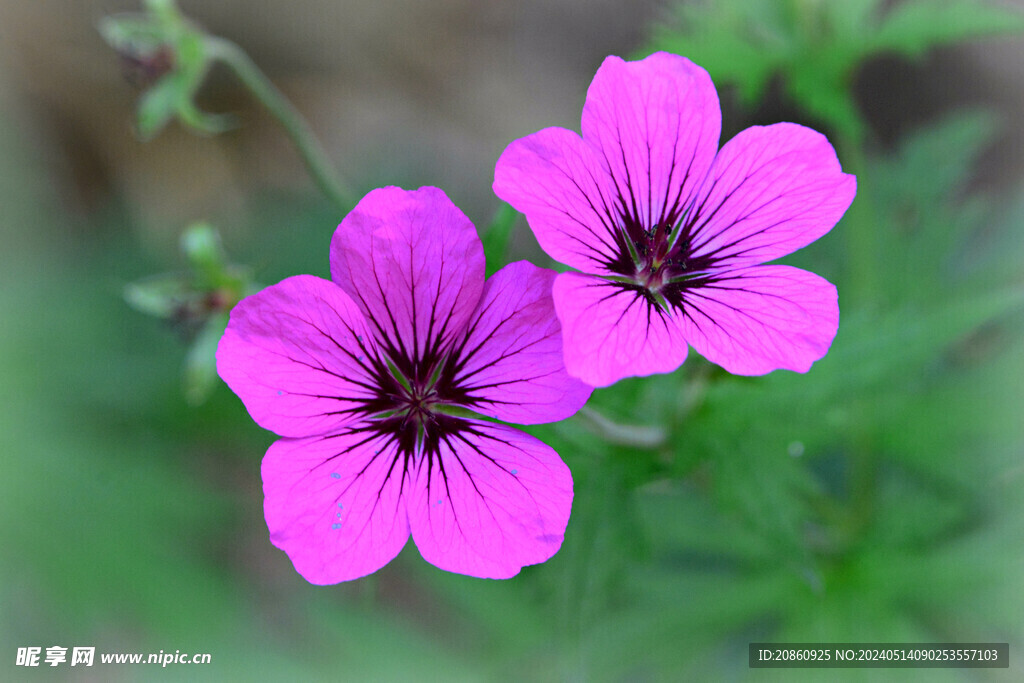盛开紫色小花图片